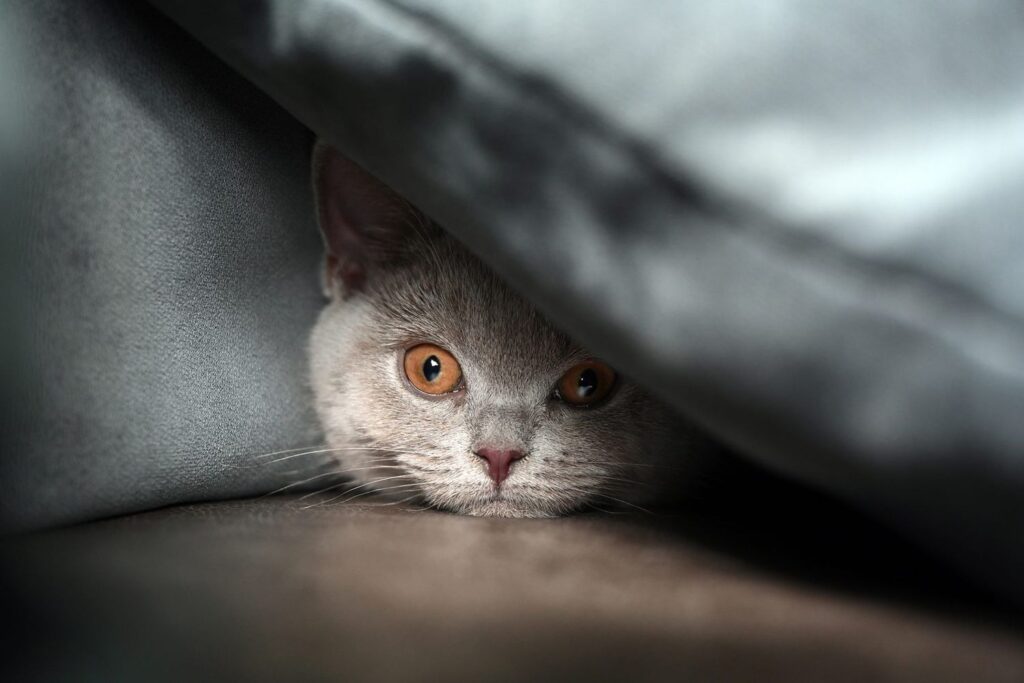 Signs Your Cat is Dying of Cancer
