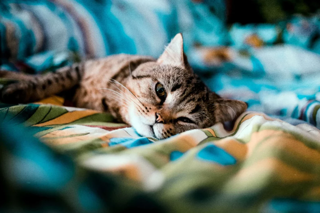 Signs of Dementia in Cats