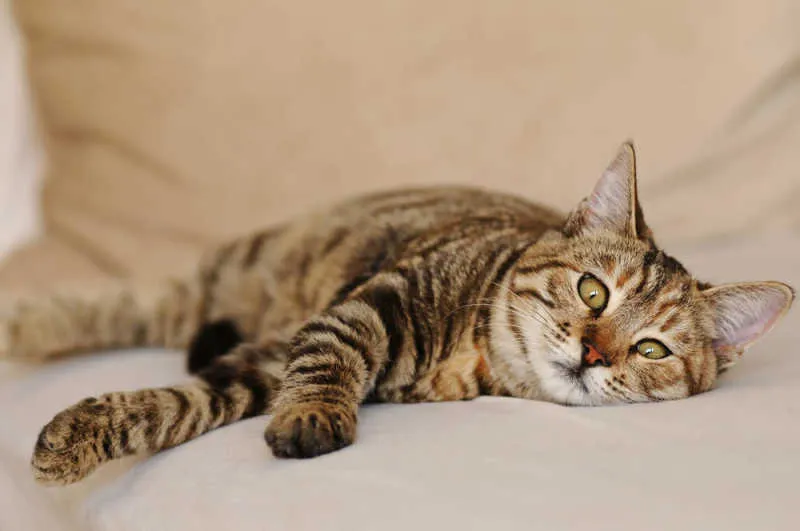 Signs Your Cat is Protecting You