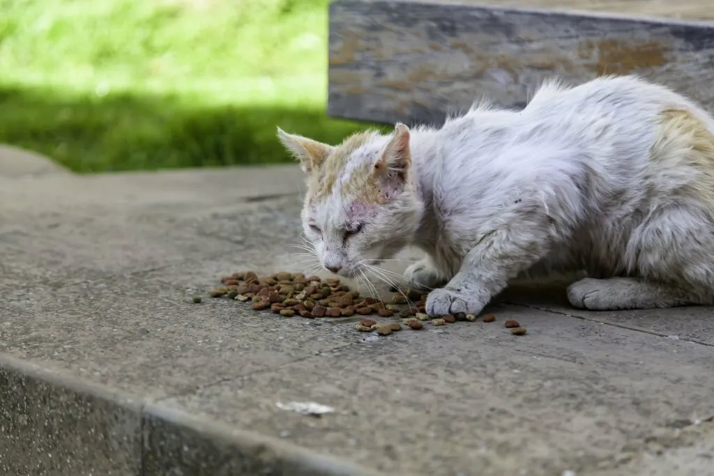 How to Spot the Signs of Cat Abuse