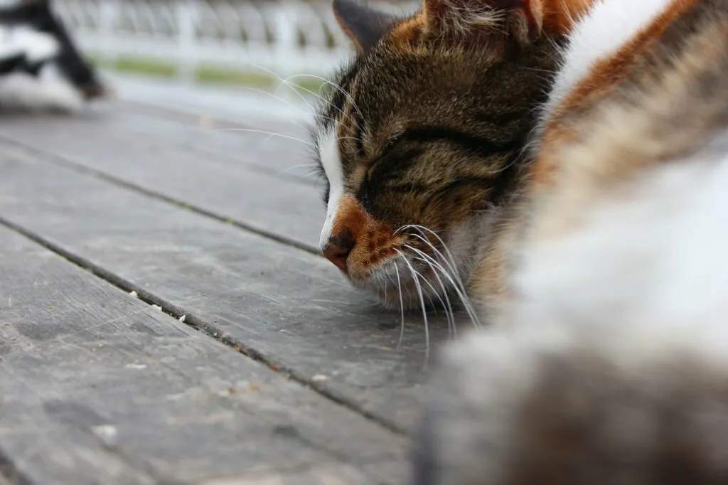 Do Cats Know When They Are Dying