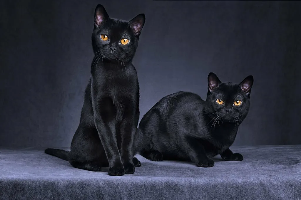 Are Black Cats Bad Luck
