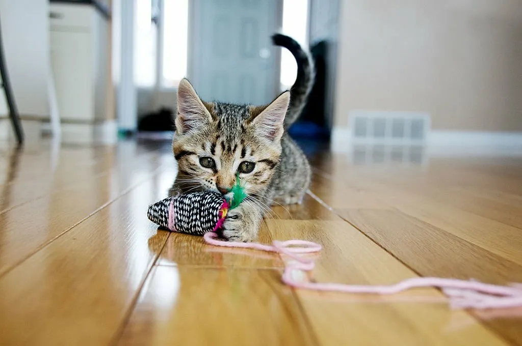 How to Keep a Cat From Going Outside