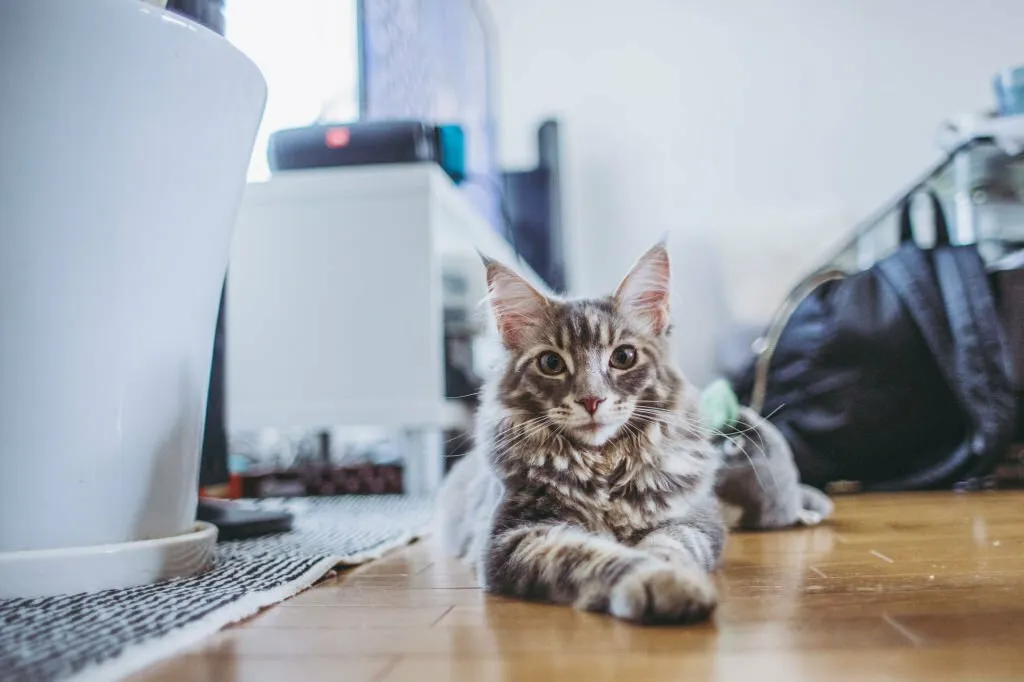 How to Keep a Cat From Going Outside