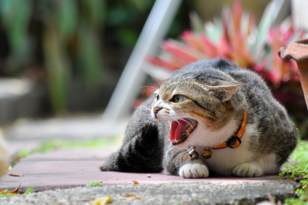 Signs of Cat in Heat Male or Female