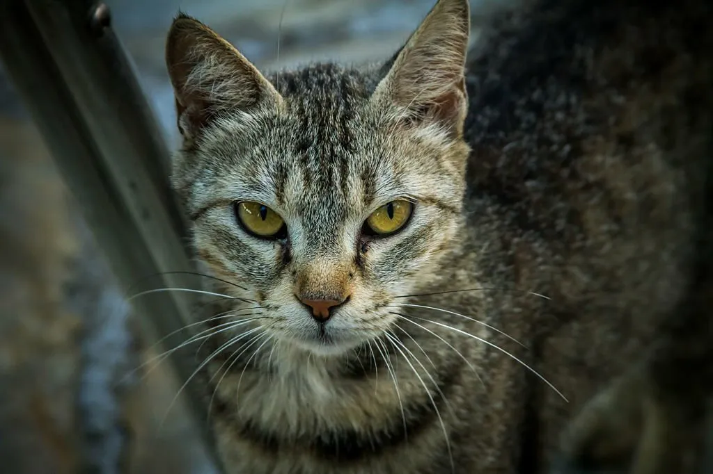 Are Feral Cats Dangerous