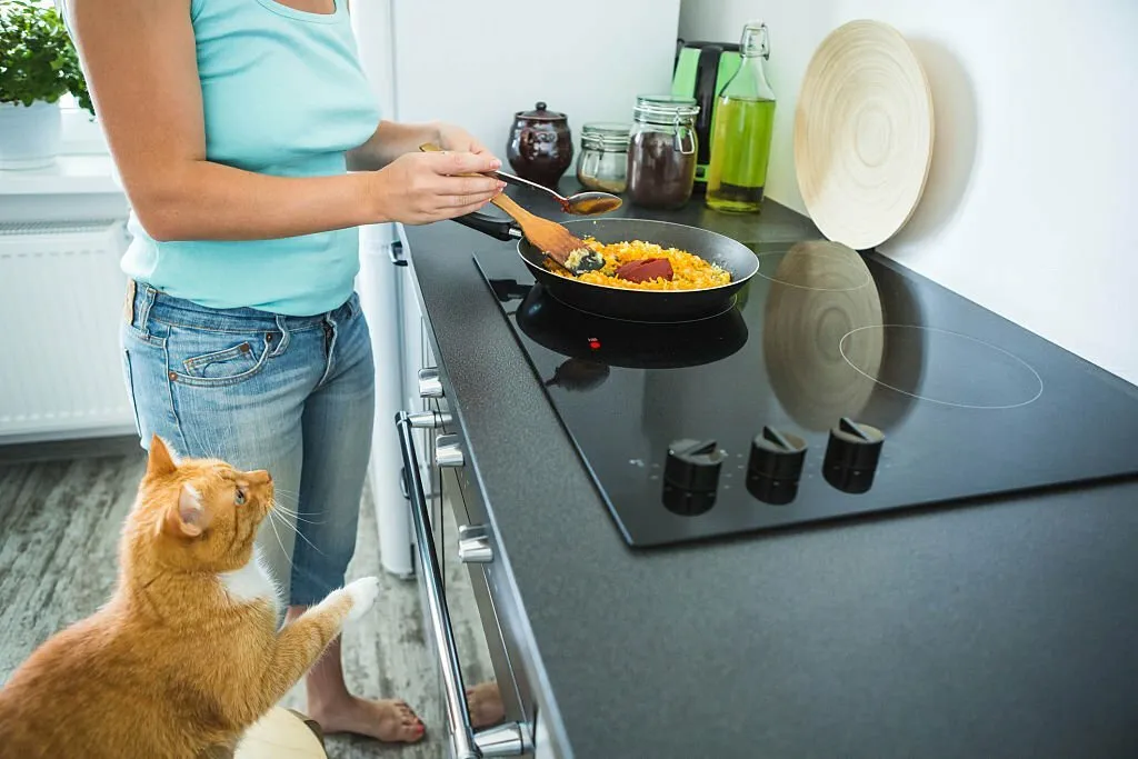 Can Cats Eat Human Food?
