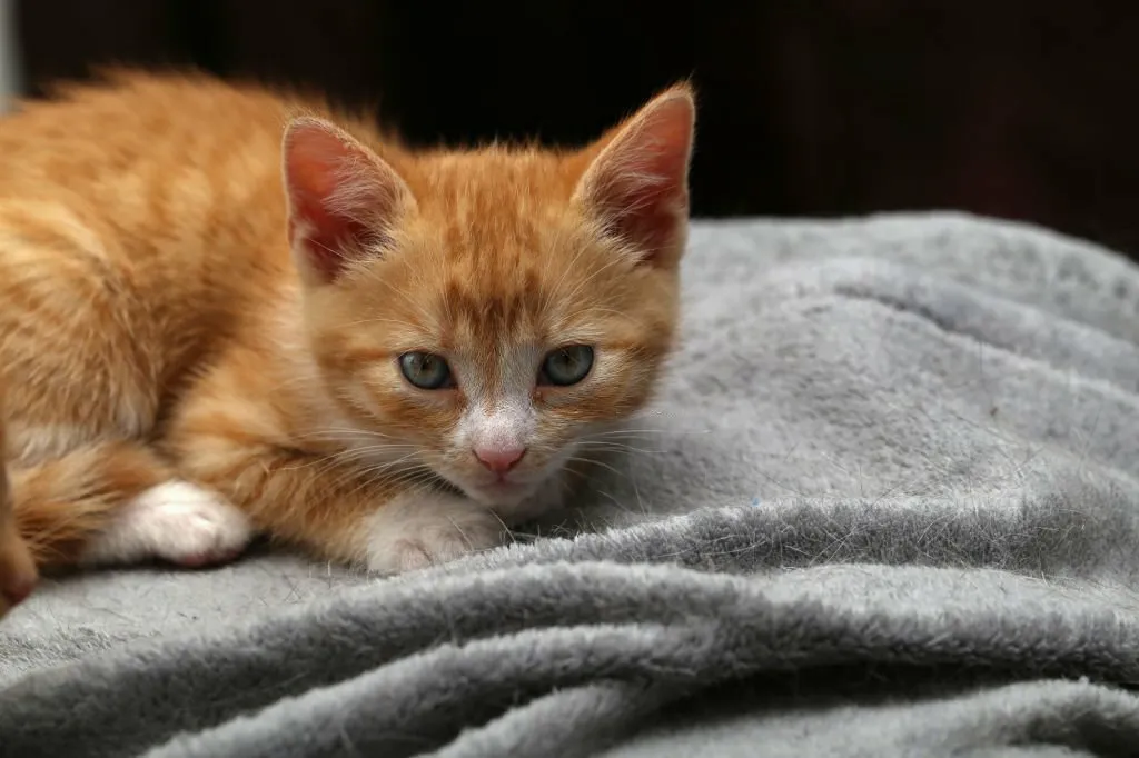 Do you want to know how to tell the age of a stray kitten? Keep reading to know how you can tell the age of a stray kitten.