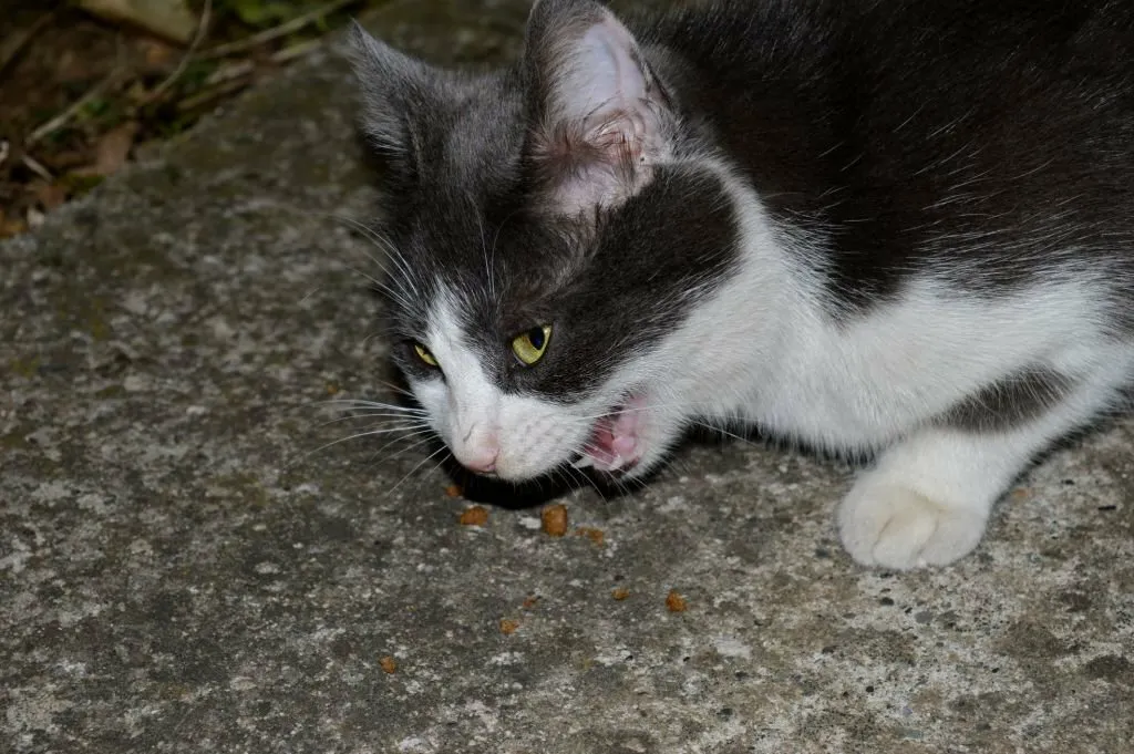 Can Humans Get Worms From Cats