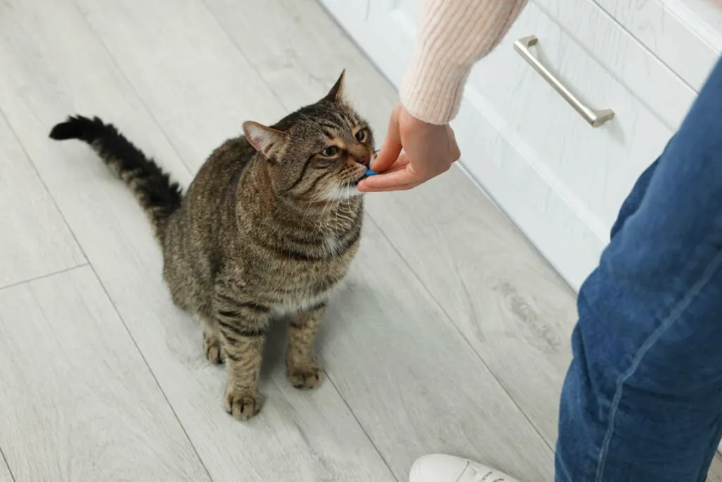 Can Humans Get Worms From Cats