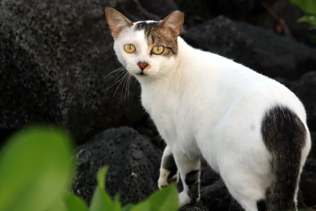Signs of a Semi Feral Cat