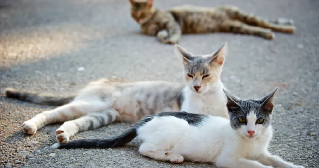 How to Tell if a Cat is Feral