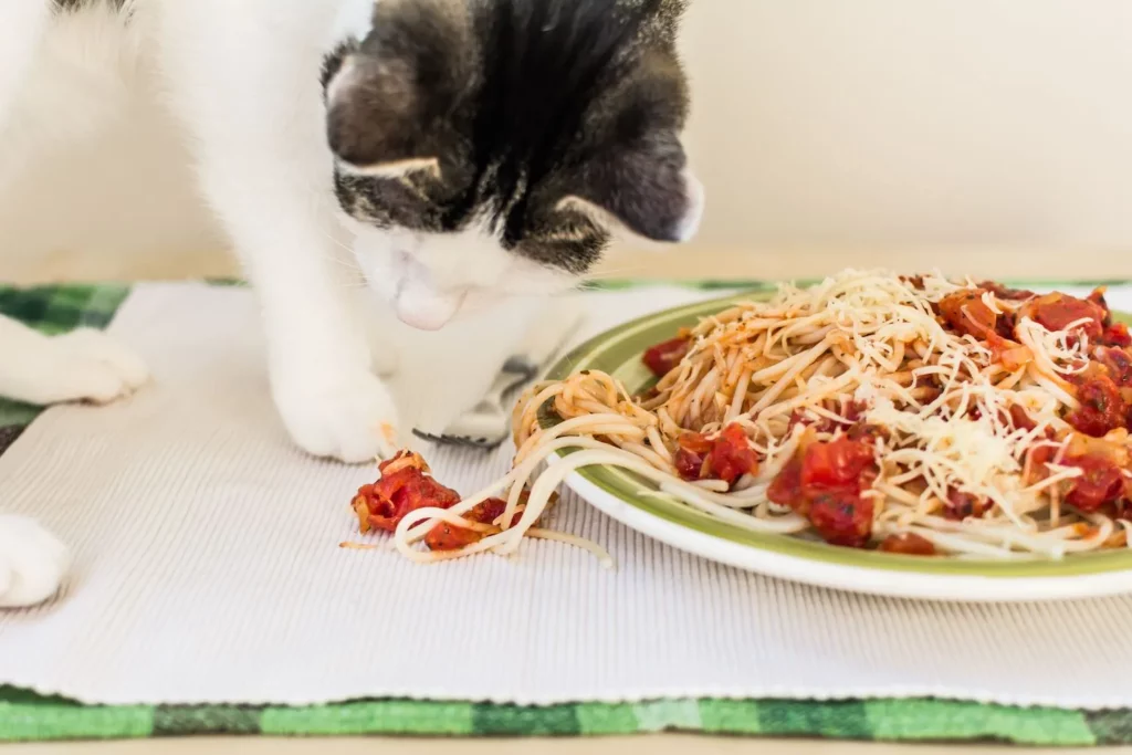 Can Cats Eat Noodles? Pasta and Spaghetti