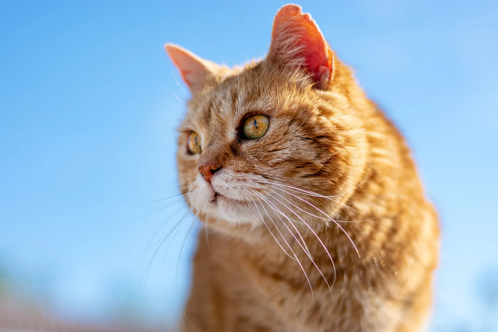 Most Common Stray Cat Breeds