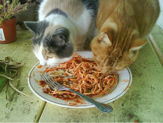 Can Cats Eat Noodles? Pasta and Spaghetti