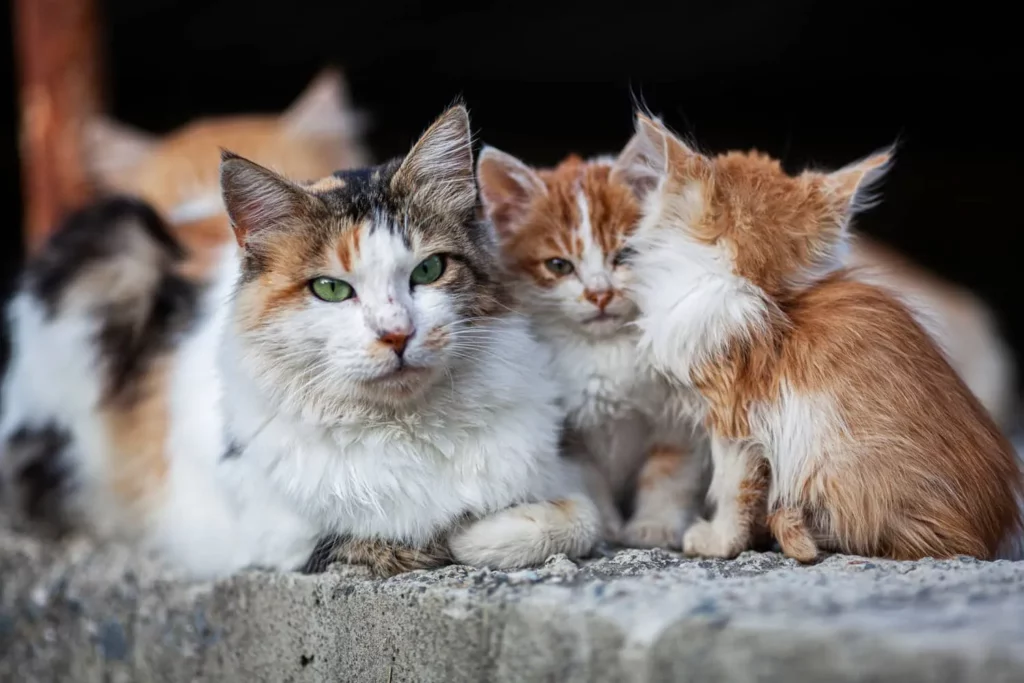 When is It Too Late to Tame a Feral Cat