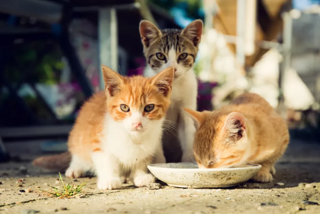 Stray Cat Vs Feral Cat