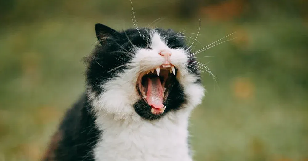Signs of a Semi Feral Cat