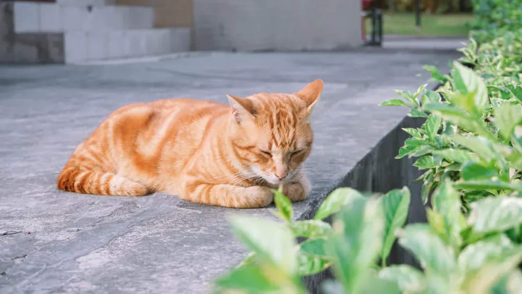 Can Cats Sense Death?