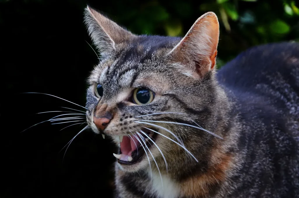 Do Old Cats Know When They Are Dying?