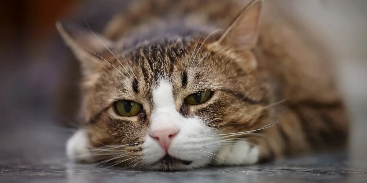 How Long Can Cats Live With Kidney Disease?