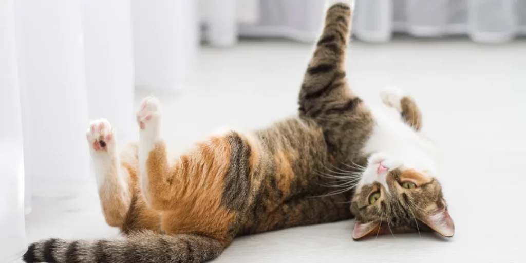 Signs of Cat in Heat Male or Female