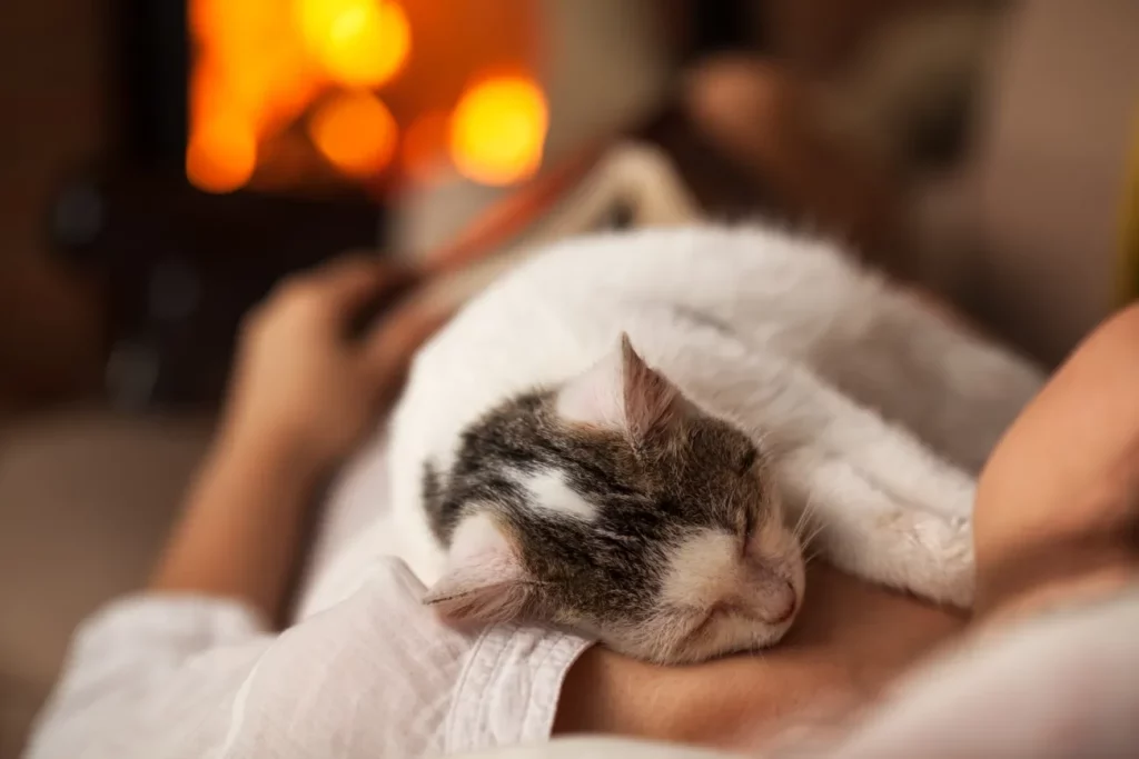 Can Cats Smell Cancer?