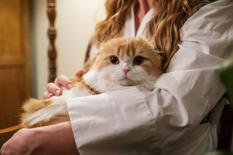 How to Strengthening the Bond with Your Cat