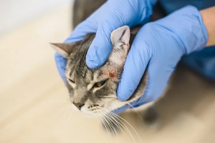Signs of Skin Allergies in Cats