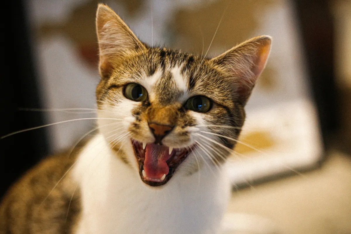 Common American Cat Breeds