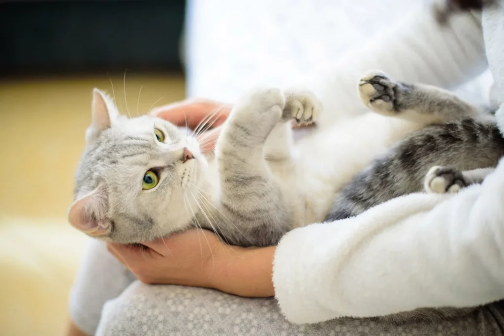 Can Cats Tell When You Are Sick?