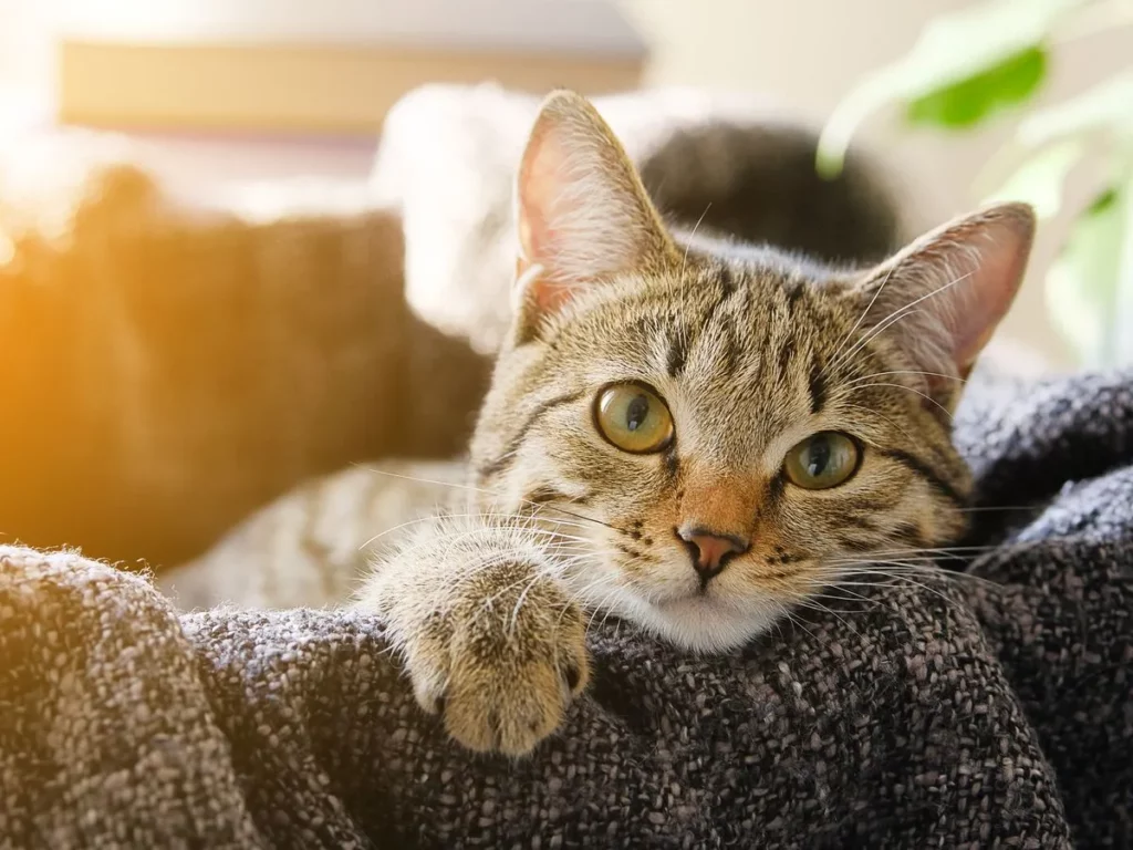 What Do Cats Do When They Sense Death in Humans?