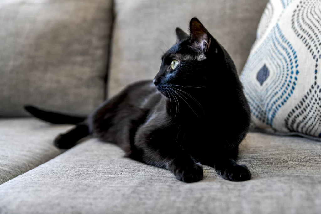 Little Known Facts About Black Cats