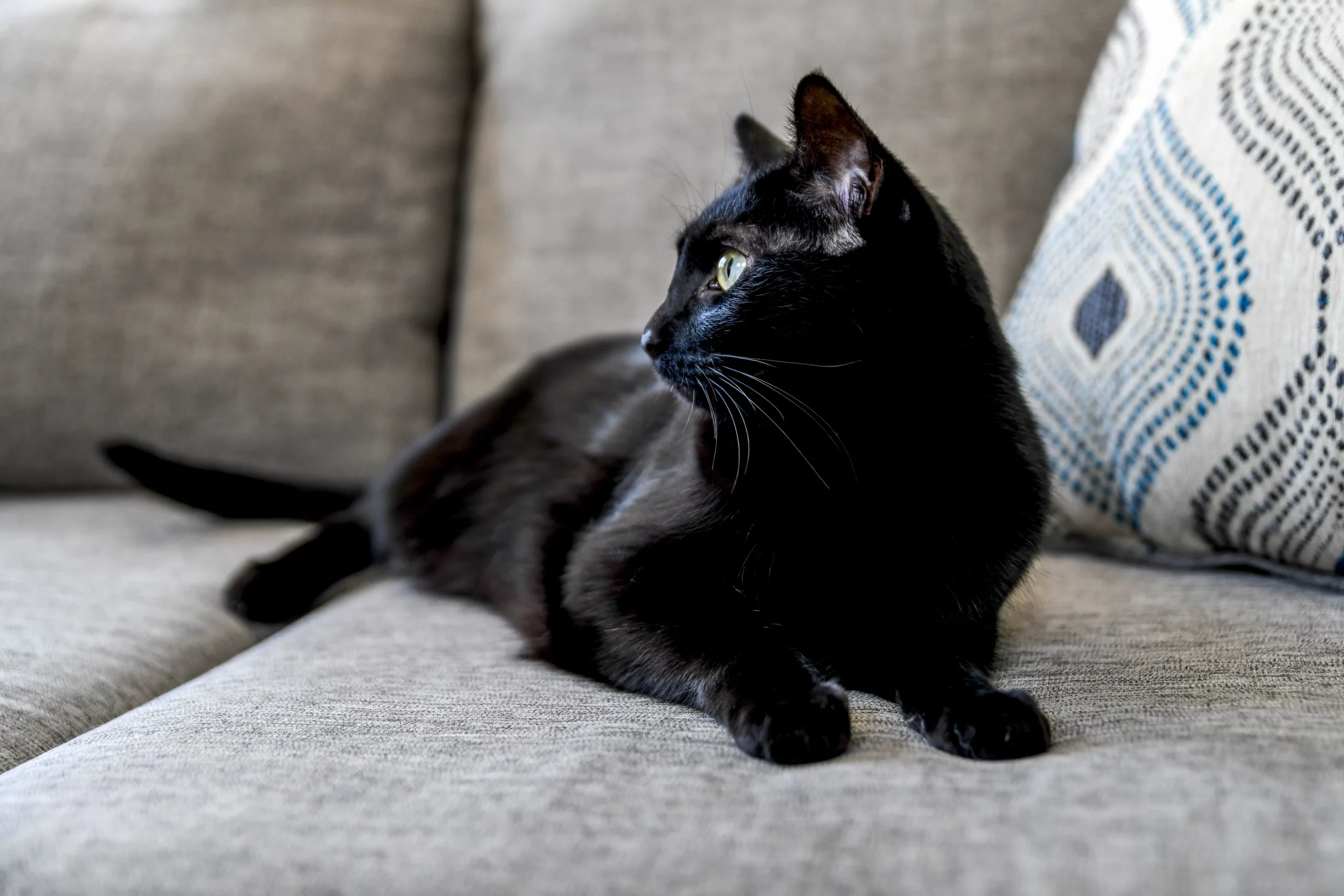 Little Known Facts About Black Cats