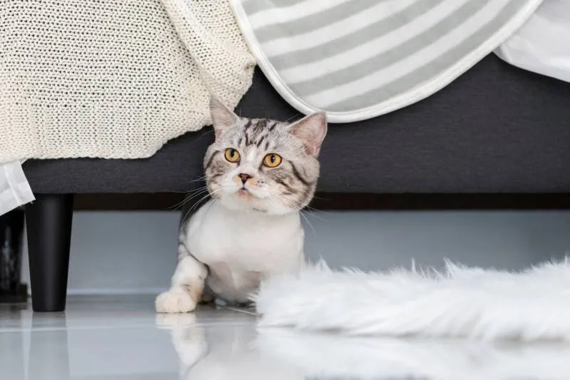 How to Stop Cats From Going Under the Couch at Night