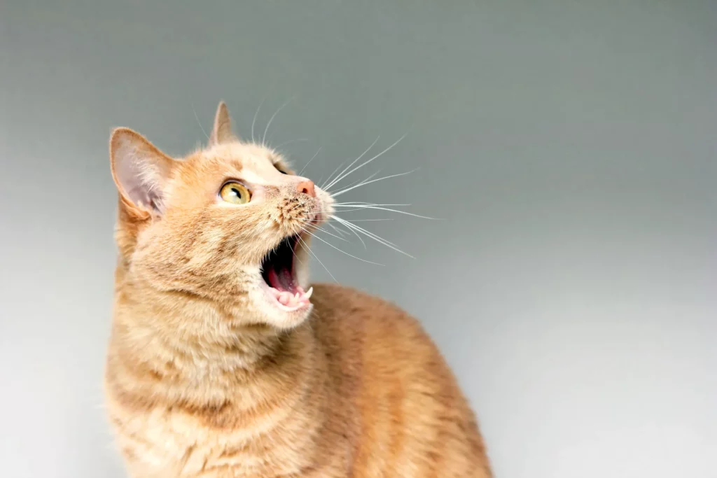 Signs Your Cat is Scared of You