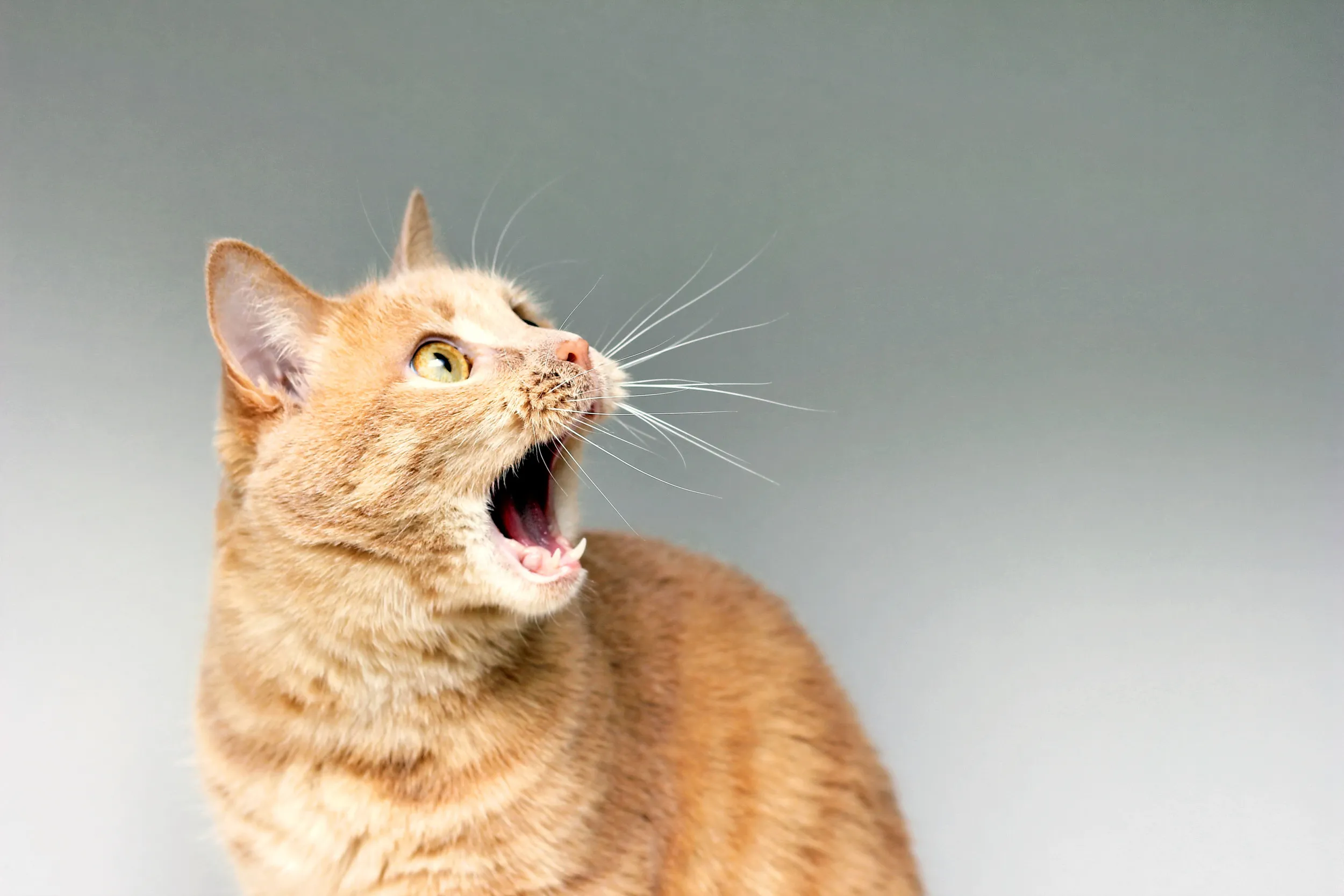 Signs Your Cat is Scared of You