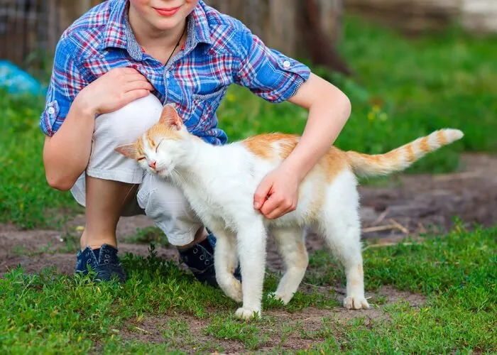 Signs of a Happy Cat