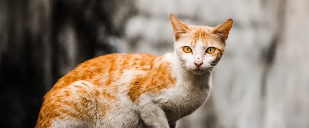How to Tell if a Cat is Feral