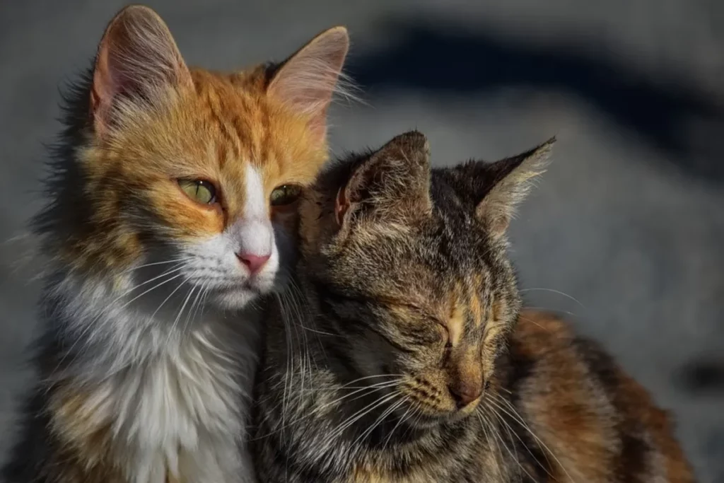 Signs of Cat Depression