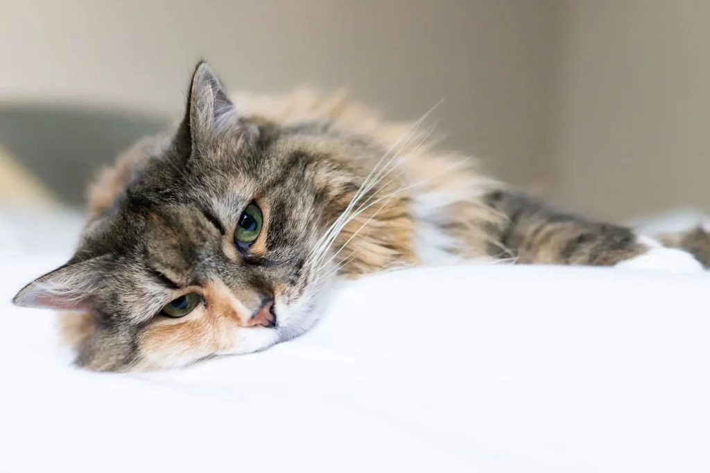 Physical Signs of Stress in a Cat