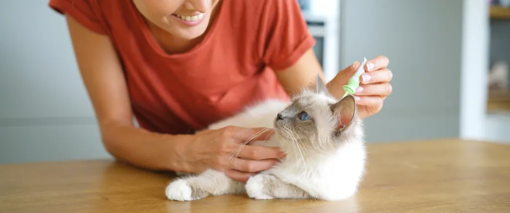 Can Cats Sense Emotions?