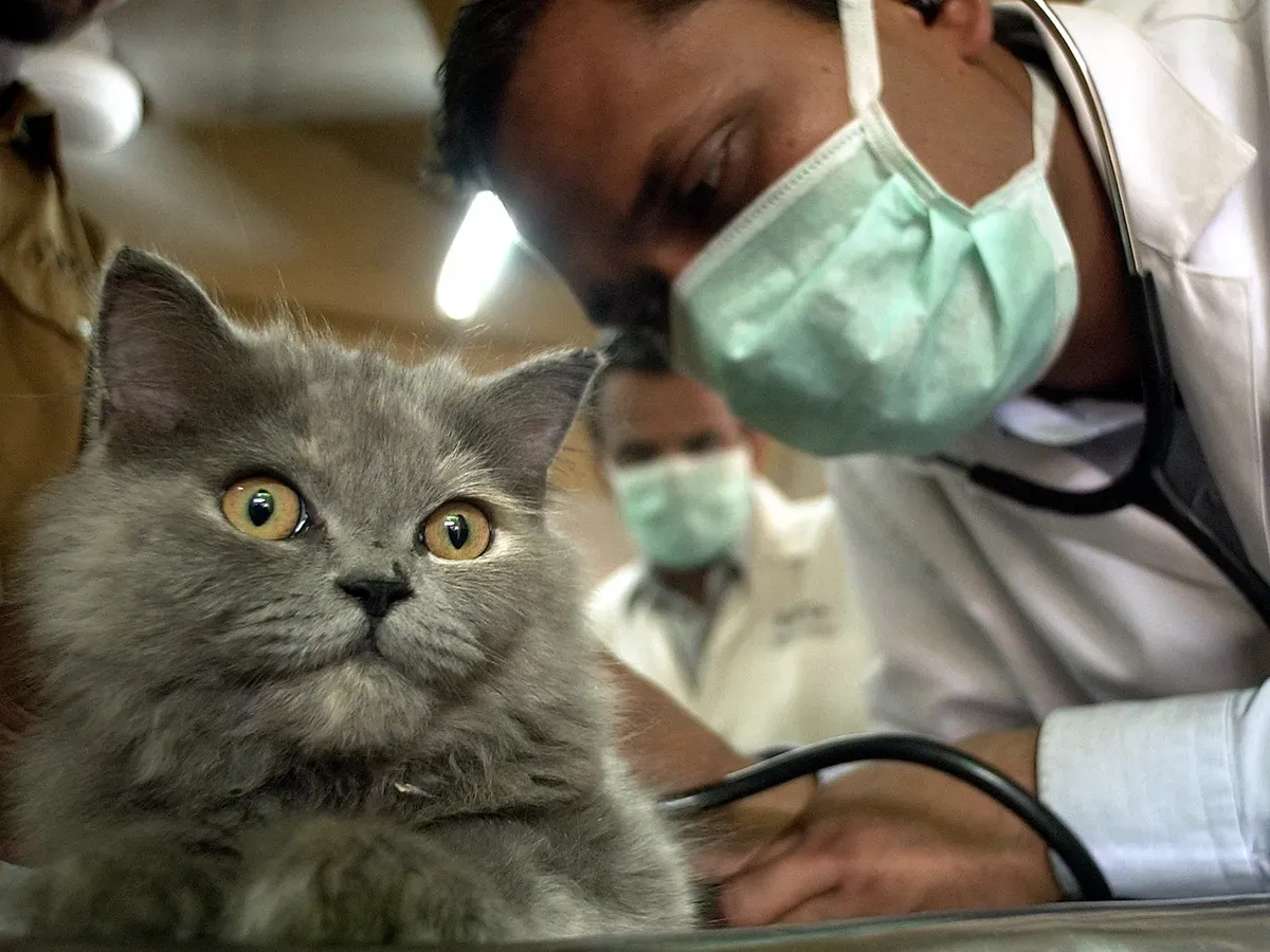 Where to take stray cats near me