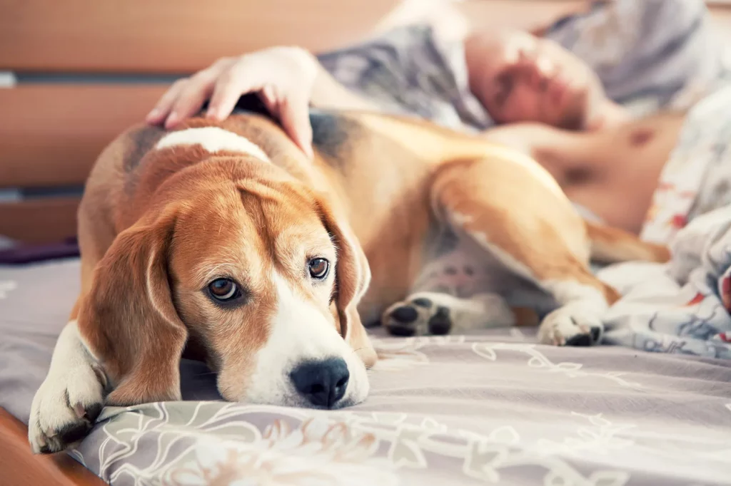 Signs Your Dog Is Dying of Old Age