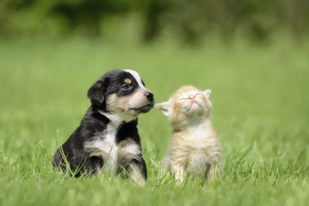 Should I Get a Kitten for My Dog?