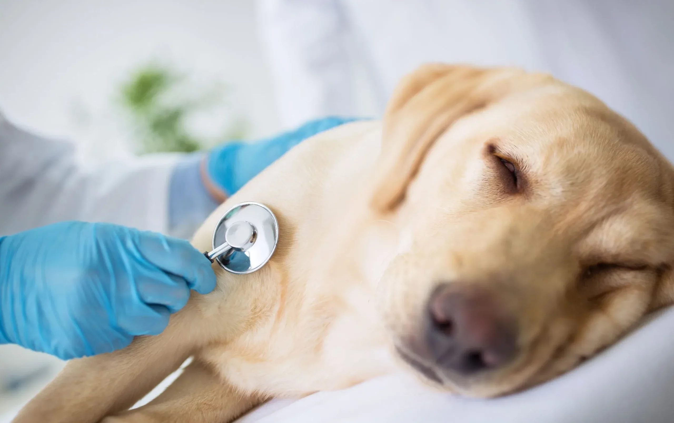 What Causes Bloat in Dogs?