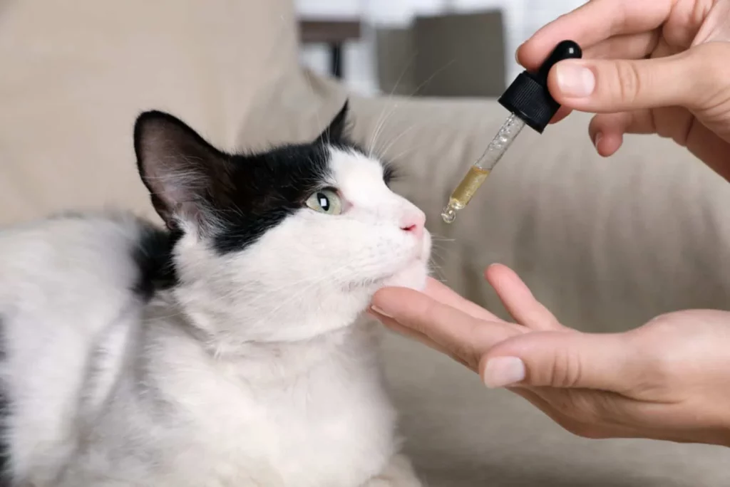 How to Get Rid of Worms in Cats Naturally