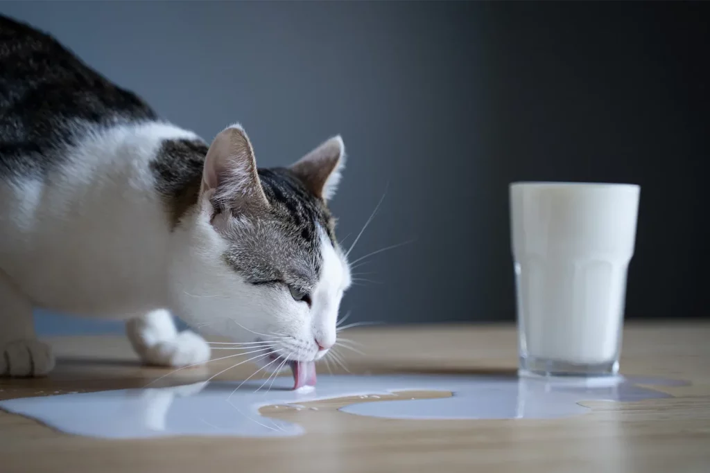 Can a Cat Drink Lactose Free Milk?
