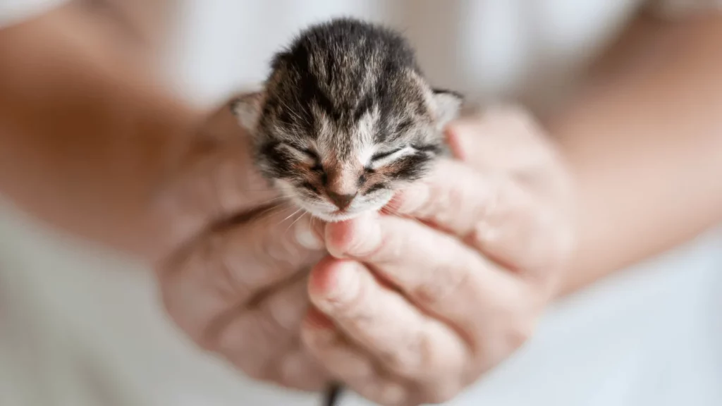 Places to Take Unwanted Kittens Near Me