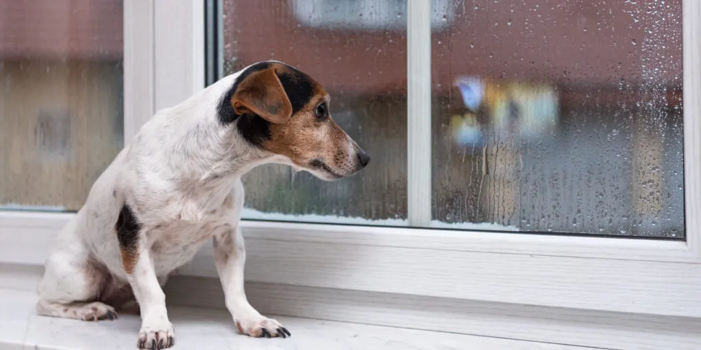 How to Treat Separation Anxiety for Dogs